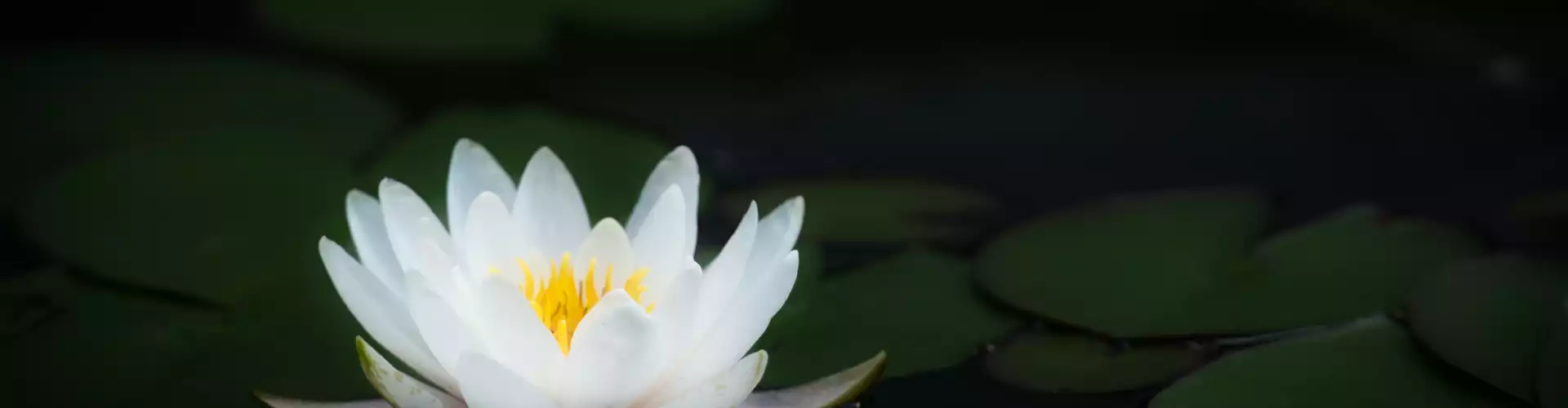 Reiki Nivel 2 - Online Class by Jamie Butler