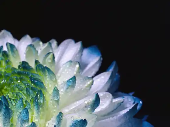 Pineal Bezi ve DNA Aktivasyonu